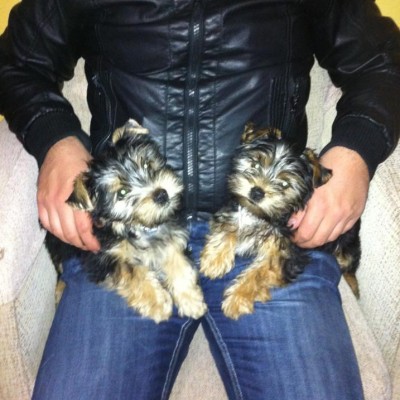 hembra y macho de yorkshire terrier