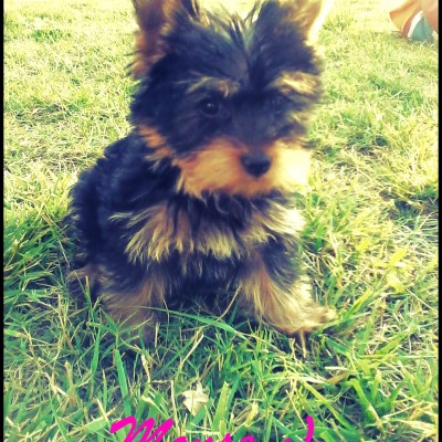 hembra yorkshire terrier 2 meses