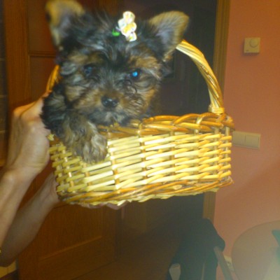 macho yorkshire terrier bady