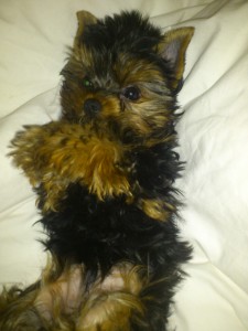 macho yorkshire terrier bady 2