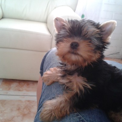 macho yorkshire terrier kovu