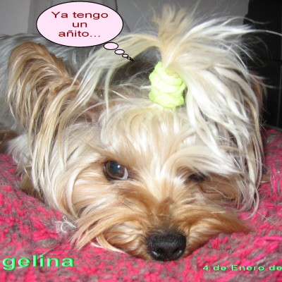 Yorkshire Terrier Angelina