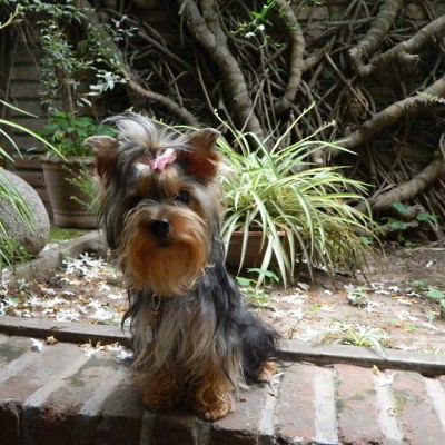 macho yorkshire terrier connie