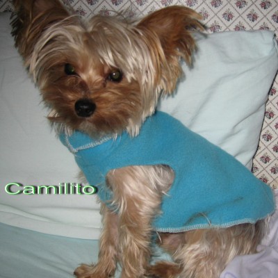 Yorkshire Terrier Camilo