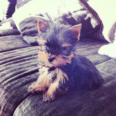 Yorkshire Terrier Otto