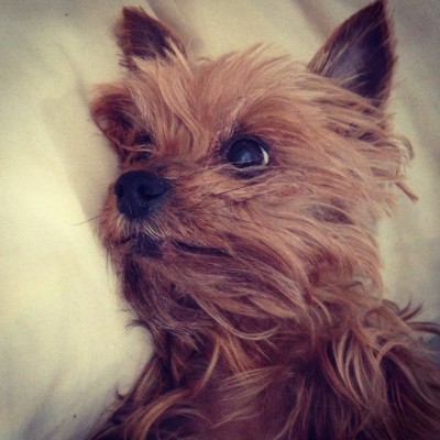 Yorkshire Terrier Loa