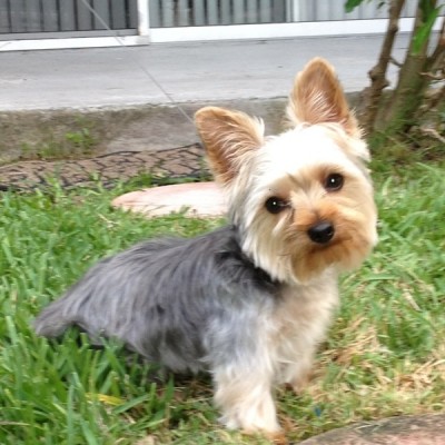 foto yorkshire terrier max