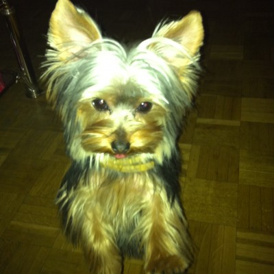 Yorkshire Terrier Chula