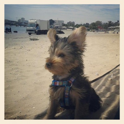 foto macho yorkshire terrier gaspy