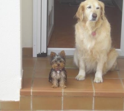 Yorkshire Terrier Cleo