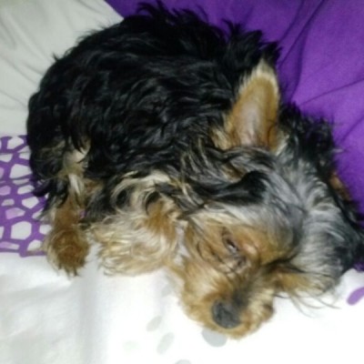 Yorkshire Terrier Gines