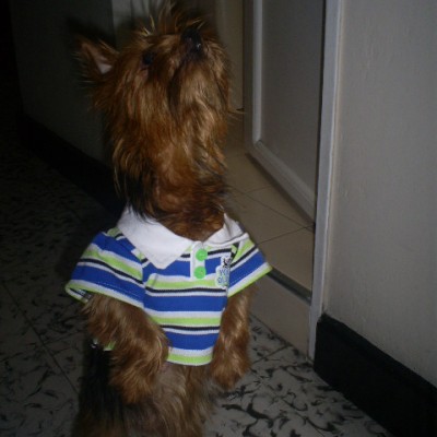 Yorkshire Terrier Susy