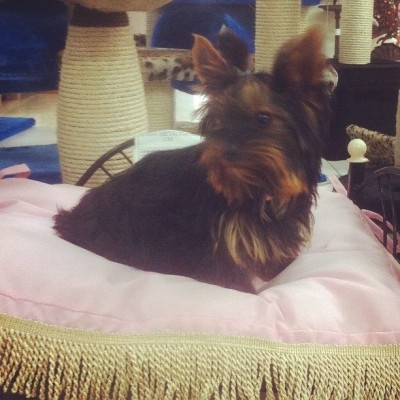 Yorkshire Terrier Beca