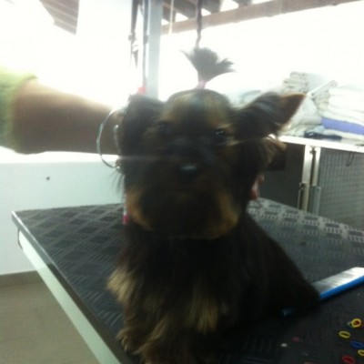 Yorkshire Terrier Beca