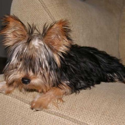 macho yorkshire terrier foto