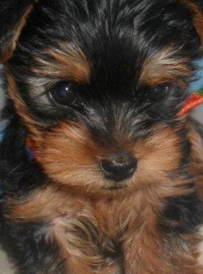 foto macho yorkshire terrier