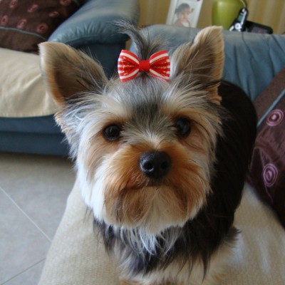 hembra de yorkshire terrier tuna