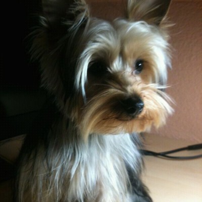 foto yorkshire terrier roko