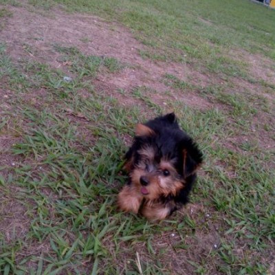 foto yorkshire terrier macho