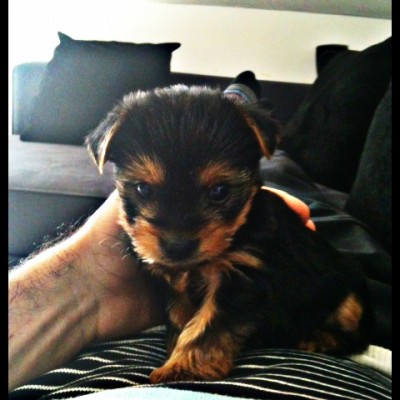 foto hembra yorkshire terrier lara