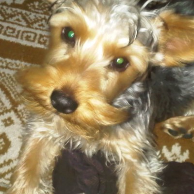 foto yorkshire terrier macho benjamin