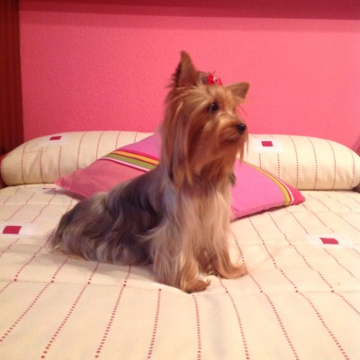 hembra de yorkshire terrier