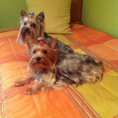 fotos de hembra y macho yorkshire terrier