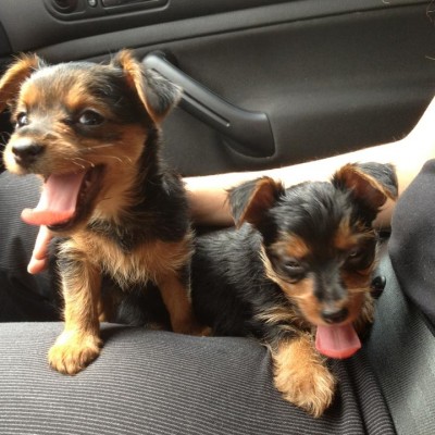 hembras de yorkshire terrier camy y frida