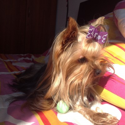 foto hembra yorkshire terrier