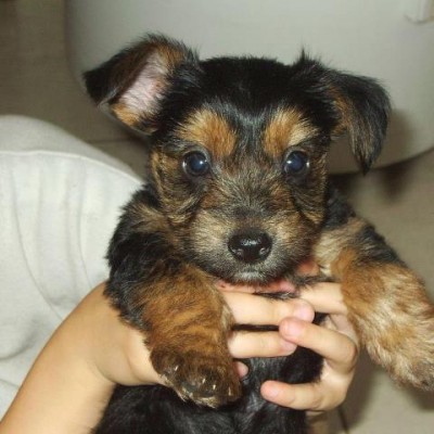 hembra de yorkshire terrier